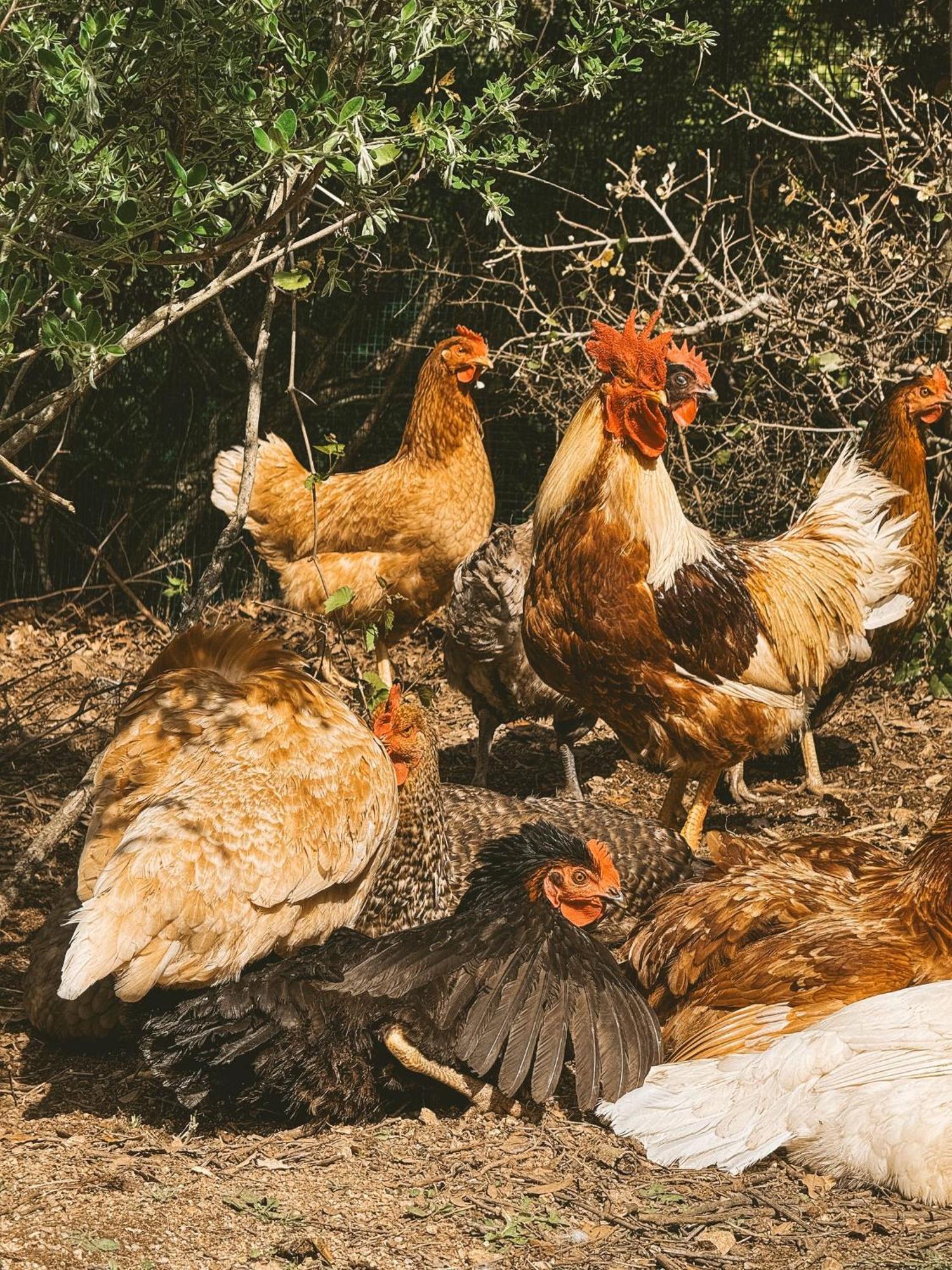 Agriturismo Il Muto Di Gallura Aggius Luaran gambar