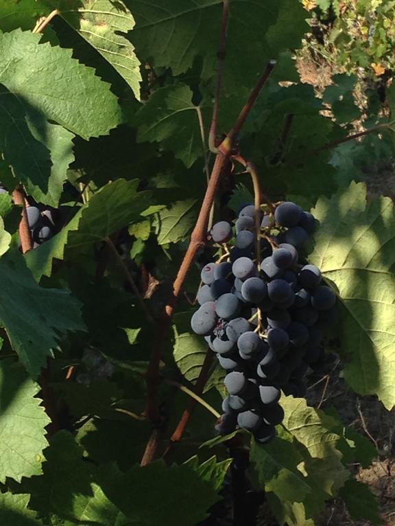Agriturismo Il Muto Di Gallura Aggius Luaran gambar