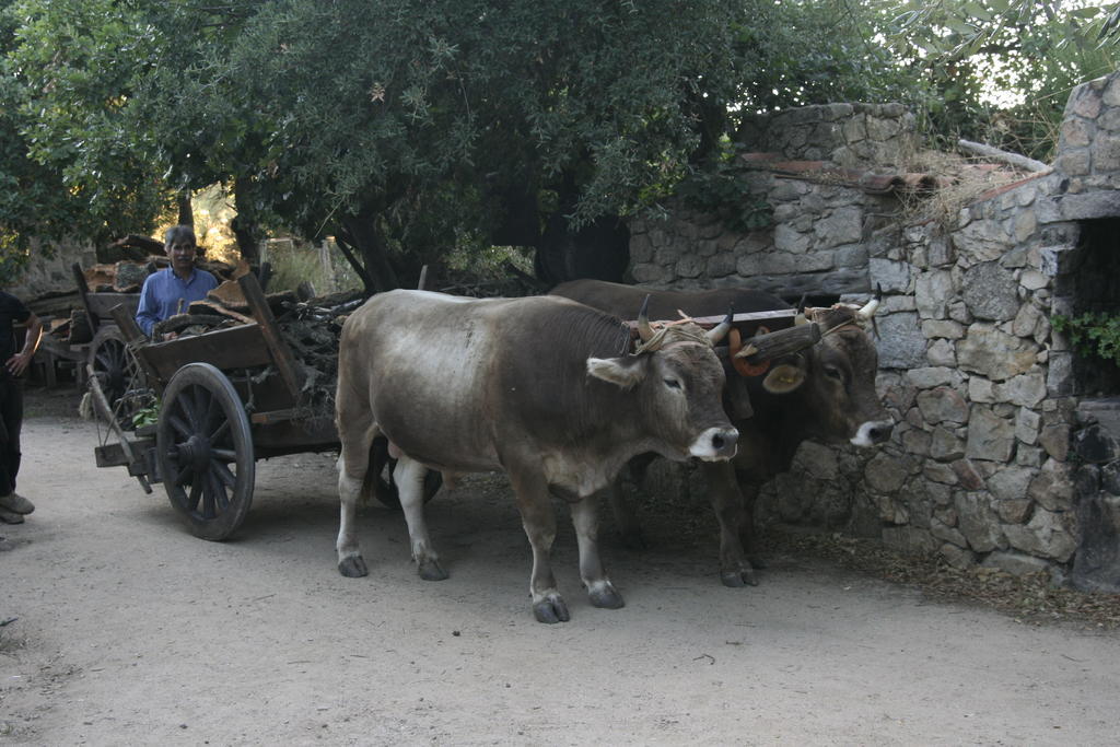 Agriturismo Il Muto Di Gallura Aggius Luaran gambar