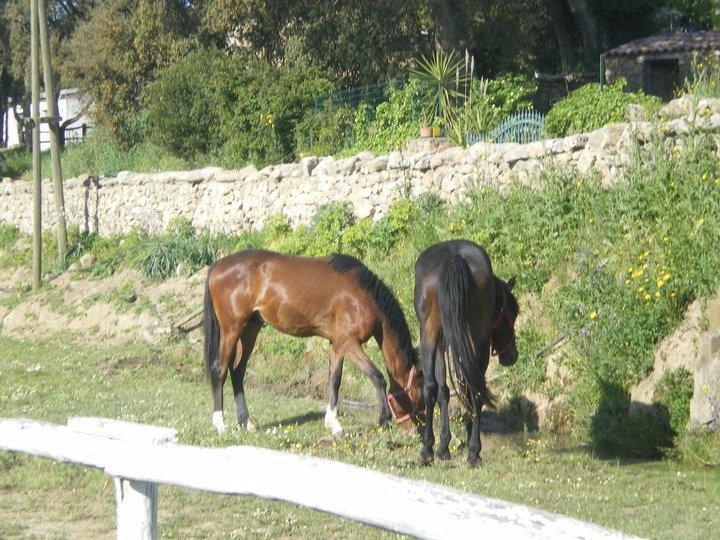 Agriturismo Il Muto Di Gallura Aggius Luaran gambar