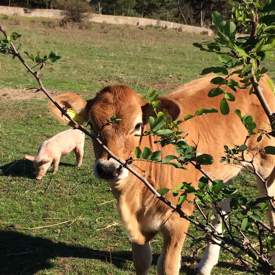 Agriturismo Il Muto Di Gallura Aggius Luaran gambar